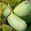 Veredelte Indianerbanane `Prolific´ Asimina Triloba `Profilic´ -Frucht Wald Geschaft Indianerbanane1IXJR5krrZrb50