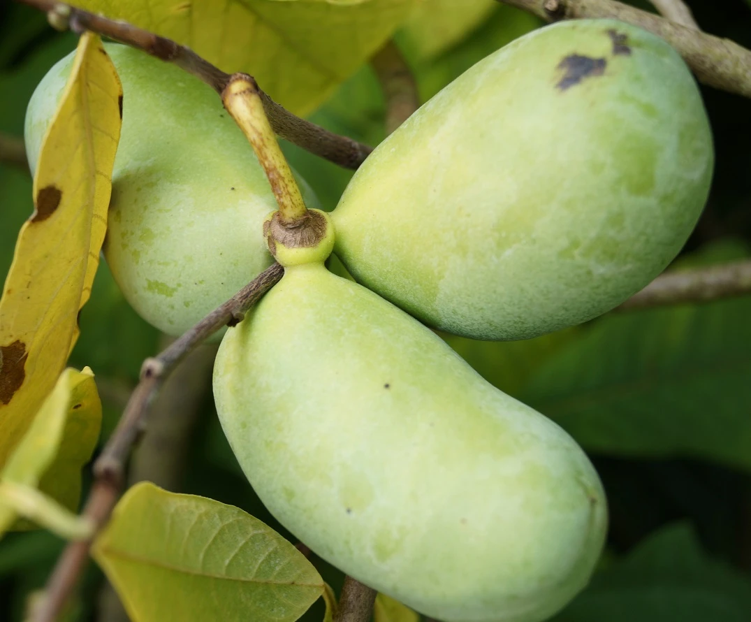 Veredelte Indianerbanane `Prolific´ Asimina Triloba `Profilic´ 3 Veredelte Indianerbanane `Prolific´ Asimina Triloba `Profilic´