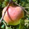 Jamba Malus Domestica `Jamba´ -Frucht Wald Geschaft Jamba