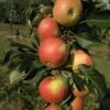 Säulenapfel `James Grieve Super Compact ®´ Malus Domestica `James Grieve Super Compact´ -Frucht Wald Geschaft James Grieve Super Compact