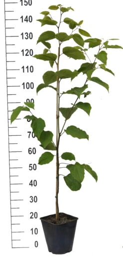 Japanischer Rosinenbaum Hovenia Dulcis 6 Japanischer Rosinenbaum Hovenia Dulcis -Frucht Wald Geschaft Japanischer rosinenbaum weiss