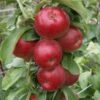 Säulenapfel Jarle ® Malus Domestica 2 Säulenapfel Jarle ® Malus Domestica -Frucht Wald Geschaft Jarle