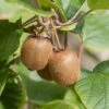 Kiwi Jenny (selbstfruchtbar) Actinidia Chinensis `Jenny´ 1 Kiwi Jenny (selbstfruchtbar) Actinidia Chinensis `Jenny´ -Frucht Wald Geschaft Jenny