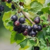Jochelbeere Ribes X Nidrigolaria 2 Jochelbeere Ribes X Nidrigolaria -Frucht Wald Geschaft Jochelbeere 2