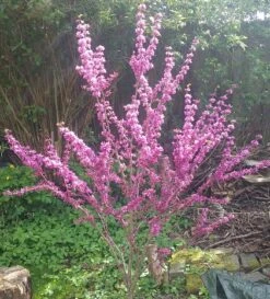 Judasbaum Cercis Siliquastrum -Frucht Wald Geschaft Judasbaum