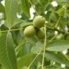Kompaktwachsende Walnuss `Europa´ Juglans Regia `Europa´ 1 Kompaktwachsende Walnuss `Europa´ Juglans Regia `Europa´ -Frucht Wald Geschaft Juglans Europa