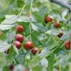 Jujube / Chinesische Dattel / Brustbeere `Li´ Ziziphus Jujuba -Frucht Wald Geschaft Jujube erweiterte Lizenz