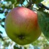 Kaiser Wilhelm Malus Domestica -Frucht Wald Geschaft KaiserWilhelm