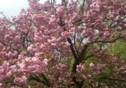 Zierkirsche `Kanzan´ Prunus Serrulata `Kanzan´ -Frucht Wald Geschaft Kanzan Kirsche