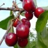 Karneol Ⓢ Prunus Cerasus `Karneol´ -Frucht Wald Geschaft Karneol