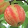 Karneval Ⓢ Malus Domestica `Karneval´ 2 Karneval Ⓢ Malus Domestica `Karneval´ -Frucht Wald Geschaft Karneval Apfel