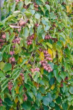 Neue Produkte -Frucht Wald Geschaft Kens Red 2