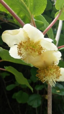 Frucht Wald Geschaft 32 Frucht Wald Geschaft -Frucht Wald Geschaft Kiwi weiblich