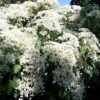 Kletterhortensie Hydrangea Petiolaris -Frucht Wald Geschaft Kletterhortensie