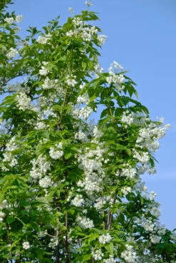 Kolchische Pimpernuss Staphylea Colchica -Frucht Wald Geschaft Kolchische Pimpernuss 2