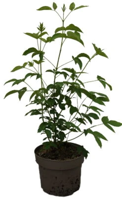 Kolchische Pimpernuss Staphylea Colchica -Frucht Wald Geschaft Kolchische Pimpernuss