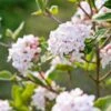 Koreanischer Duft-Schneeball Viburnum Carlesii 1 Koreanischer Duft-Schneeball Viburnum Carlesii -Frucht Wald Geschaft Korea Schneeball
