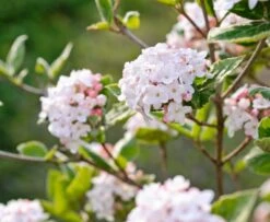 Koreanischer Duft-Schneeball Viburnum Carlesii