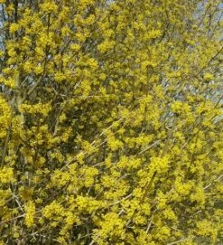 Großfrüchtige Kornelkirsche `Schönbrunner Gourmet Dirndl´ Cornus Mas `Schönbrunner Gourmetdirndl´ -Frucht Wald Geschaft Kornelkirschen