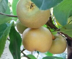 Nashi Kosui Pyrus Pyrifolia `Kosui´ -Frucht Wald Geschaft Kosui5b63fe90ca096