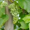 Lakemont (kernlos) Vitis `Lakemont -Frucht Wald Geschaft Lakemont 2