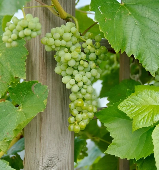 Lakemont (kernlos) Vitis `Lakemont 3 Lakemont (kernlos) Vitis `Lakemont