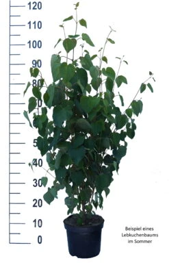 Lebkuchenbaum / Katsurabaum Cercidiphyllum Japonicum -Frucht Wald Geschaft Lebkuchenbaum weiss