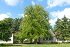 Lebkuchenbaum / Katsurabaum Cercidiphyllum Japonicum -Frucht Wald Geschaft Lebkuchenbaum2