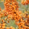 Sanddorn `Leikora´ Hippophae Rhamnoides `Leikora´ -Frucht Wald Geschaft LeikoraLsFpb7v1aTdhN
