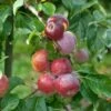 Liberty Malus Domestica `Liberty´ 2 Liberty Malus Domestica `Liberty´ -Frucht Wald Geschaft LibertyGLqknH9gbmiWk