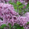 Zwerg-Duft-Flieder `Lillifee´® Syringa Meyeri `Lillifee´ -Frucht Wald Geschaft Lillifee Kordes Jungpflanzen