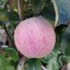 Zwergapfel Maloni® `Lilly´® Malus Domestica `Lilly´ -Frucht Wald Geschaft Lilly Frucht