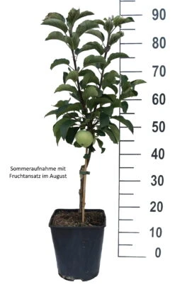 Zwergapfel Maloni® `Lilly´® Malus Domestica `Lilly´ 7 Zwergapfel Maloni® `Lilly´® Malus Domestica `Lilly´ -Frucht Wald Geschaft Lilly weiss