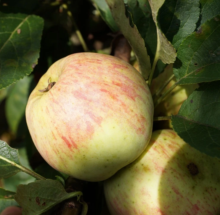 Zwergapfel Maloni® `Lilly´® Malus Domestica `Lilly´ 4 Zwergapfel Maloni® `Lilly´® Malus Domestica `Lilly´ – Bild 2