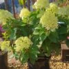 Rispenhortensie `Little Lime®´ Hydrangea Paniculata `Little Lime´ 1 Rispenhortensie `Little Lime®´ Hydrangea Paniculata `Little Lime´ -Frucht Wald Geschaft Limelight Hortensie