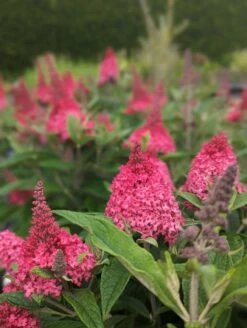Schmetterlingsflieder Butterfly Candy® (versch. Farben) Buddleja Davidii -Frucht Wald Geschaft Little Ruby
