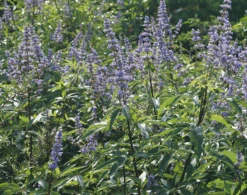 Mönchspfeffer Vitex Agnus Castus 16 Mönchspfeffer Vitex Agnus Castus -Frucht Wald Geschaft M nchpfeffer 3