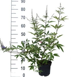 Mönchspfeffer Vitex Agnus Castus 15 Mönchspfeffer Vitex Agnus Castus -Frucht Wald Geschaft M nchspfeffer weiss