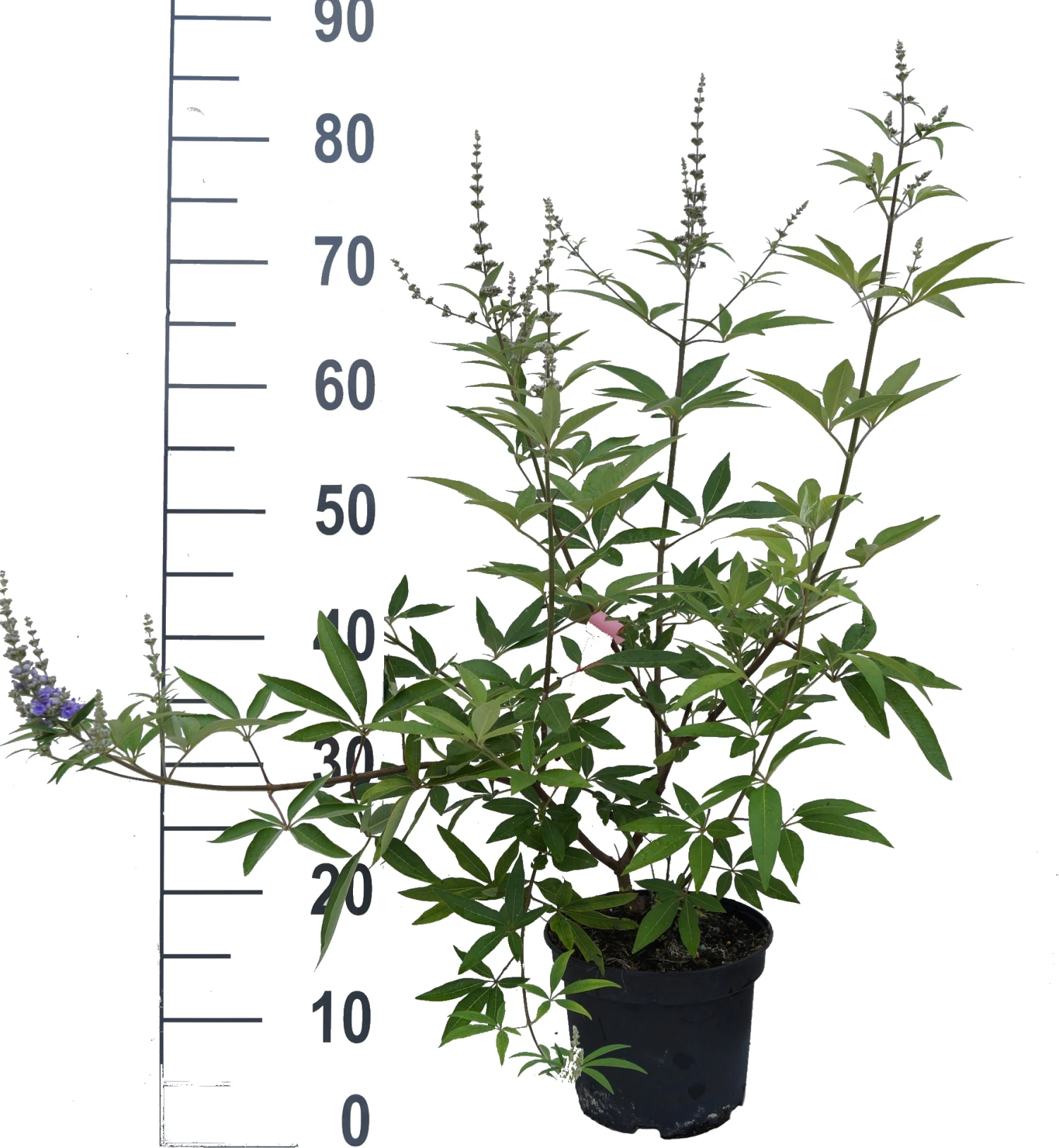 Mönchspfeffer Vitex Agnus Castus 7 Mönchspfeffer Vitex Agnus Castus – Bild 5