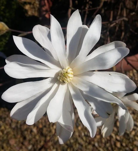 Sternmagnolie Magnolia Stellata 3 Sternmagnolie Magnolia Stellata