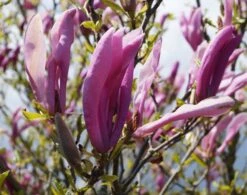 Purpur-Magnolie `Susan´ Magnolia Liliiflora `Susan´ -Frucht Wald Geschaft Magnolie Susan1