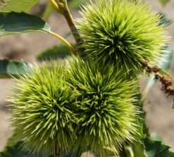 Esskastanie `Maraval´ Castanea Sativa `Maraval´ 7 Esskastanie `Maraval´ Castanea Sativa `Maraval´ -Frucht Wald Geschaft Maraval5b62cdb854980