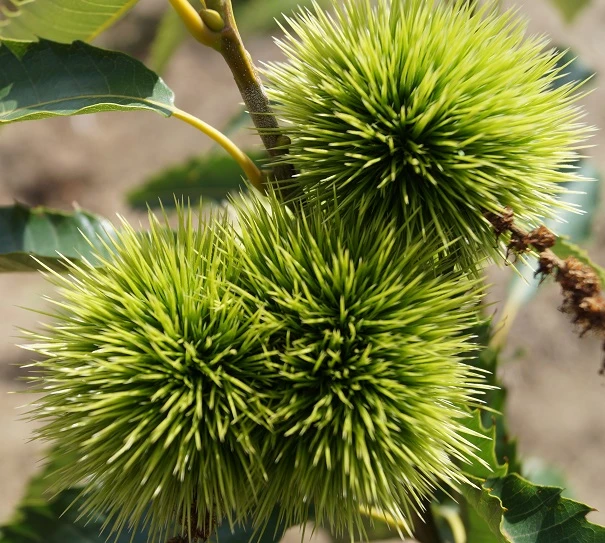 Esskastanie `Maraval´ Castanea Sativa `Maraval´ 5 Esskastanie `Maraval´ Castanea Sativa `Maraval´ – Bild 3