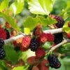 Mojo Berry - Zwerg-Maulbeere Morus Rotundiloba `Mojo Berry´ 1 Mojo Berry - Zwerg-Maulbeere Morus Rotundiloba `Mojo Berry´ -Frucht Wald Geschaft Maulbeere Lizenz