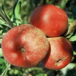 Melrose Malus Domestica `Melrose´ 7 Melrose Malus Domestica `Melrose´ -Frucht Wald Geschaft Melrose Apfel