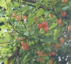 MilankaⓇ Bunte Kirschpflaume Prunus Cerasifera `Milanka´ 7 MilankaⓇ Bunte Kirschpflaume Prunus Cerasifera `Milanka´ -Frucht Wald Geschaft Milanka Frucht