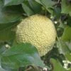 Milchorangenbaum Maclura Pomifera -Frucht Wald Geschaft Milchorange