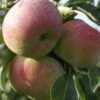 Mira ® Malus Domestica -Frucht Wald Geschaft Mira 3