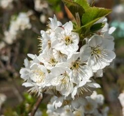Zwergsauerkirsche Morellini Prunus Cerasus `Morellini´ -Frucht Wald Geschaft Morellini Bl te 1