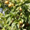 Nashi `Naddel Pear´ (Halbstamm Wurzelnackt) Pyrus Pyrifolia -Frucht Wald Geschaft Naddel Pear1